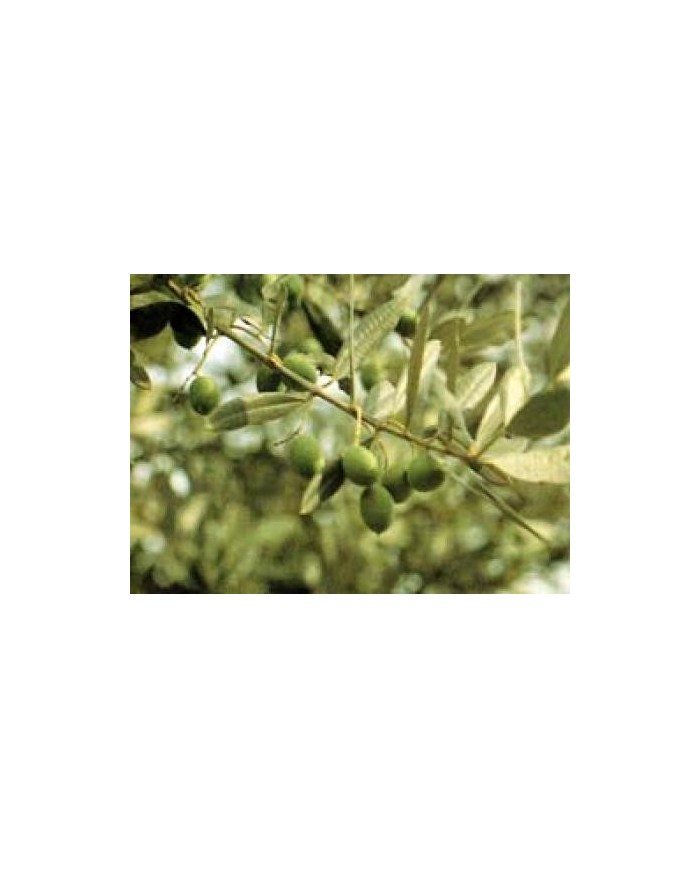 Olivo