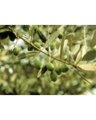 Olivo