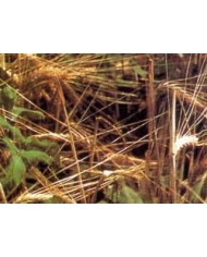 Orzo mondo