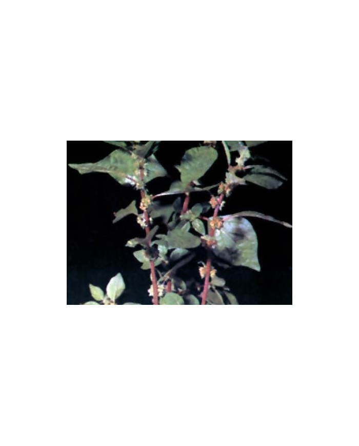 Parietaria