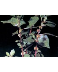 Parietaria