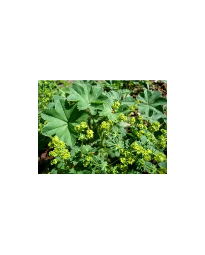 Alchemilla