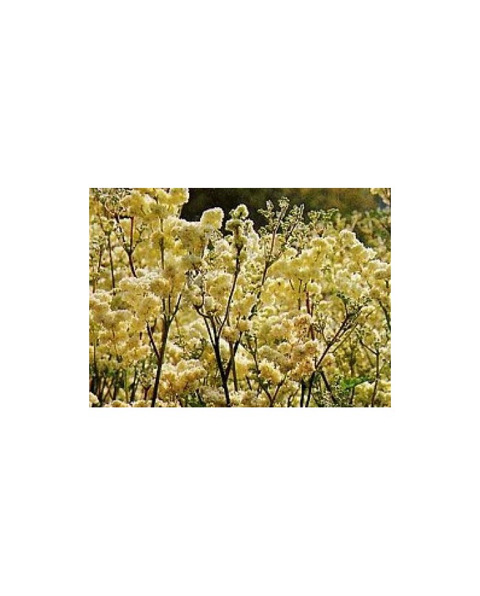 Spirea Ulmaria