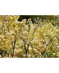 Spirea Ulmaria