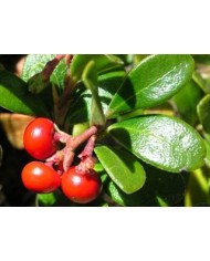 Uva ursina