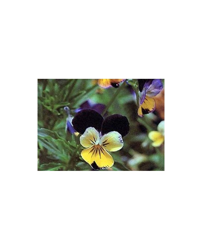 Viola tricolore