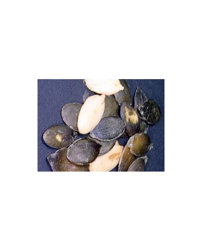 Zucca semi decorticati BIO 200 g.