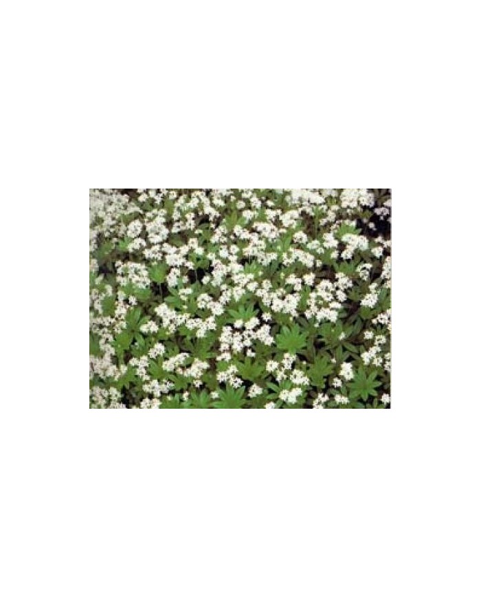 Asperula odorosa