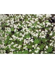 Asperula odorosa