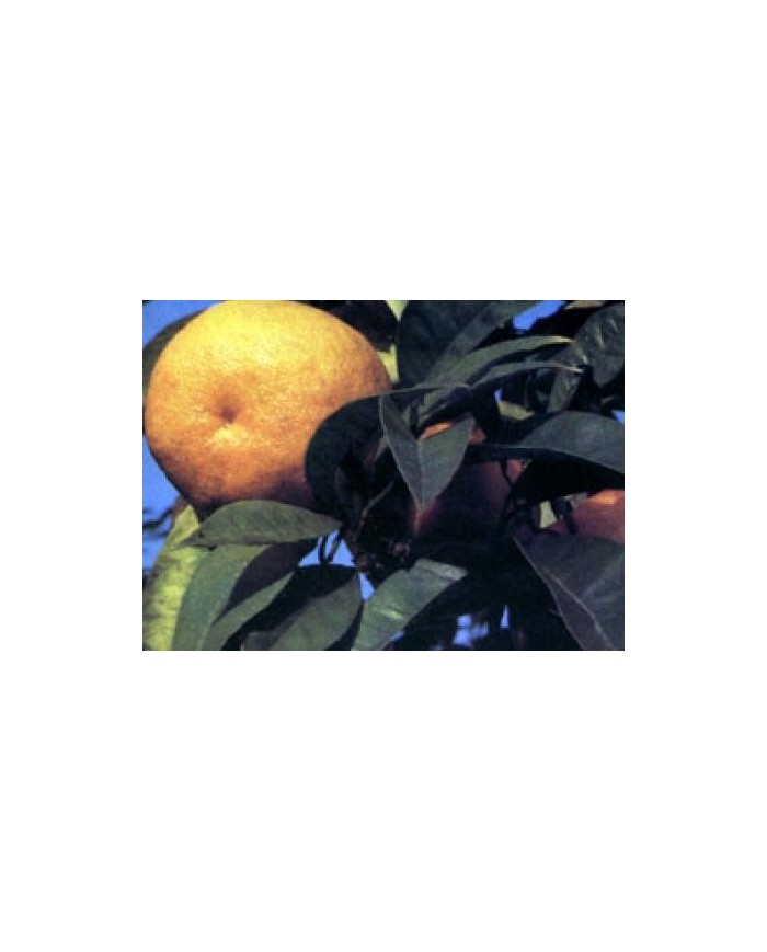 Arancio dolce