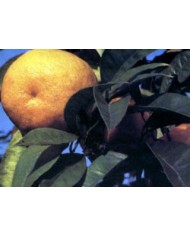 Arancio dolce