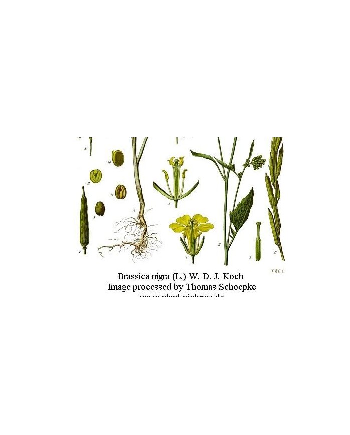 Verbena odorosa (limoncina)