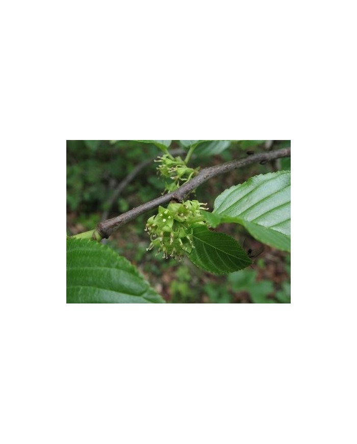 Fallax corteccia polvere - Rhamnus alpina