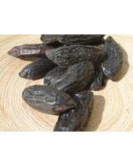 Fava tonka