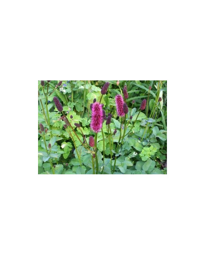 Sanguisorba - Pimpinella