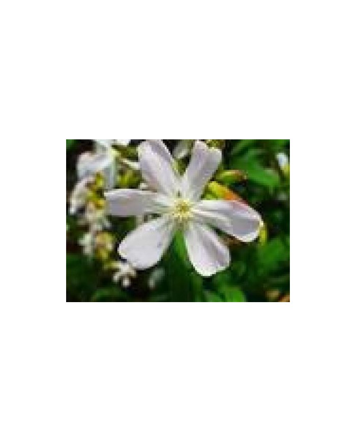Saponaria radice