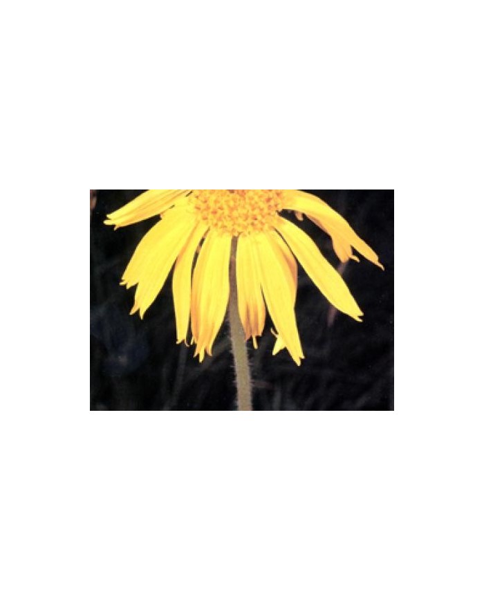 Arnica