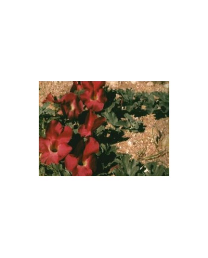 Artiglio del diavolo - Harpago Phytum radice