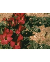 Artiglio del diavolo - Harpago Phytum radice