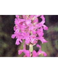 Betonica  erba