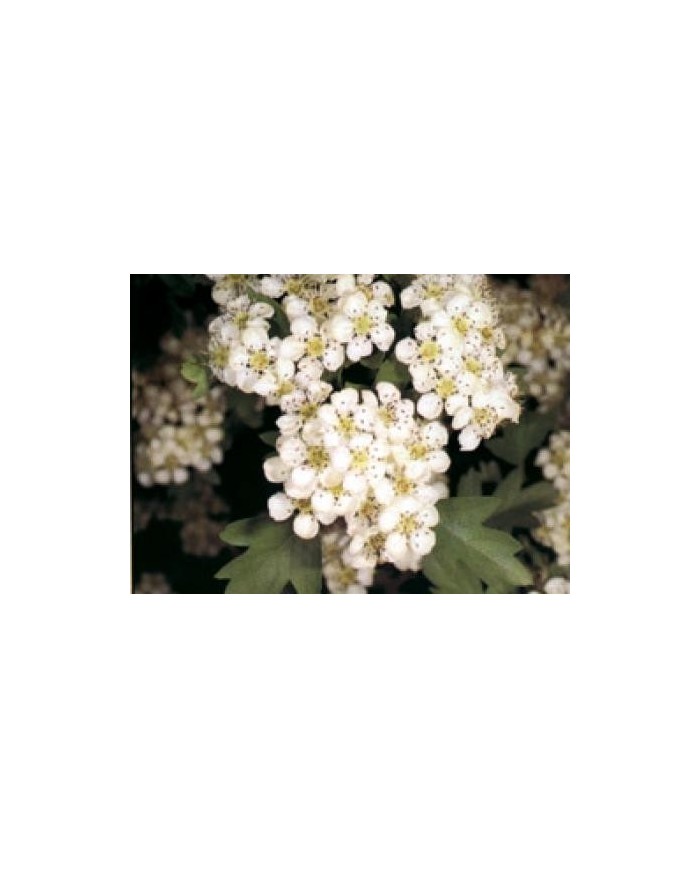Biancospino