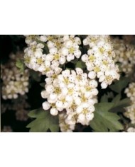 Biancospino