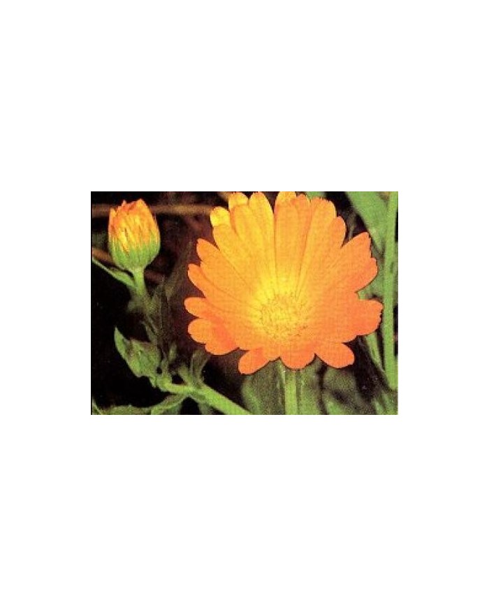 Calendula